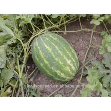 NW12 Houlai Good price quality seeds, vegetable seeds manufactory